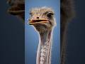 The Real Reason Ostriches Stay on the Ground #ostrichfacts #animalfacts #shorts