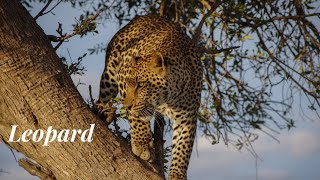 Leopard | Ambient | Calm | Stress Relief screenshot 3