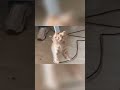 Meow Meow Pisi Pisi Cat Funnycats Animalshorts Meow Meow Pisi Pisi Cat Funnycats Animalshorts