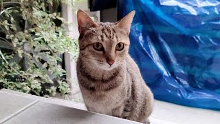 子猫を産んだ母猫に寝床を作ったら子猫を連れて来るのか？【猫威嚇】【子猫】【捨て猫】