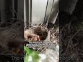 ￼ I found baby birds ￼