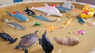 돌고래와 함께 바다로 뛰어들기: 🐬🐙신비로운 바다 생물과 아이들을 위한 재미있는 사실들 screenshot 4