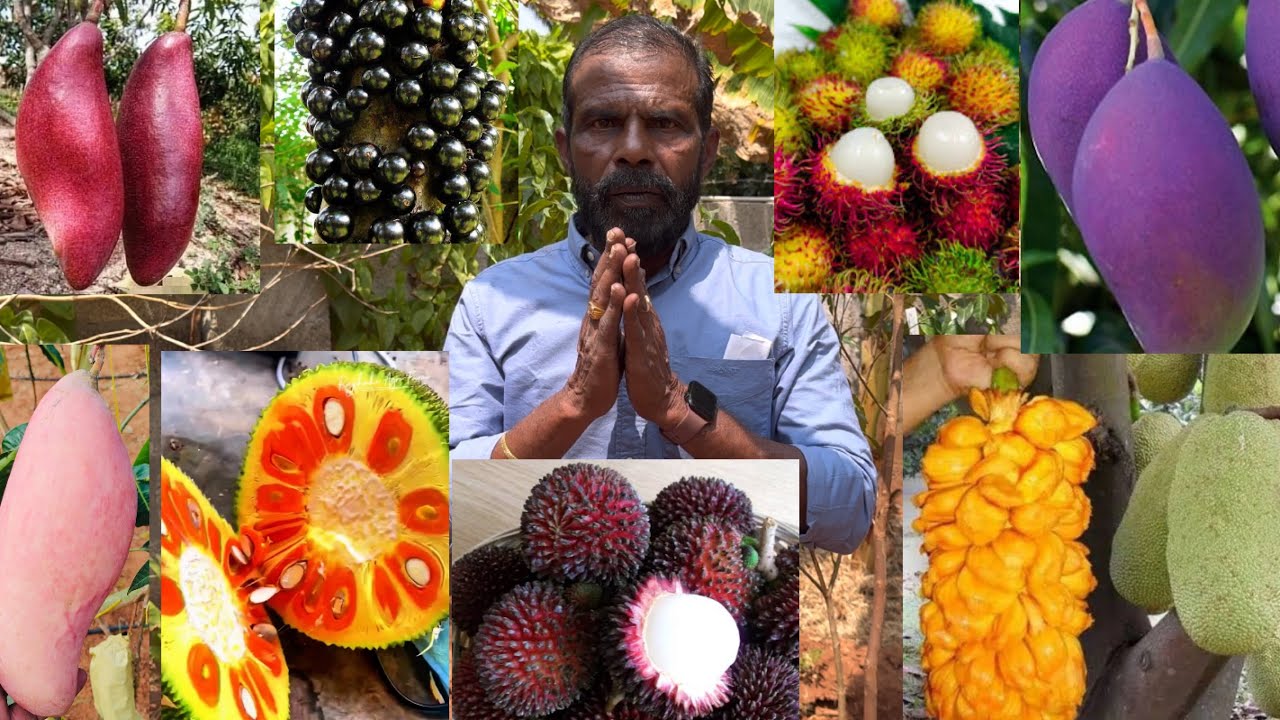 உலகத்தரமான பழத்தோட்டம்! இந்த மாதிரி பழத்தோட்டம் இந்தியாவில் ரேர்! 🍎🌍 உடனே அமைத்து தருவோம்