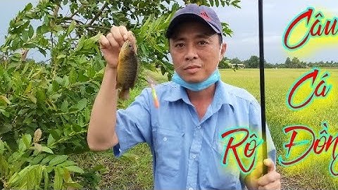 Câu Cá Rô Đồng, Và Bữa Cơm Cá Rô Kho Tộ#San Bắt Ẩm Thực Long An