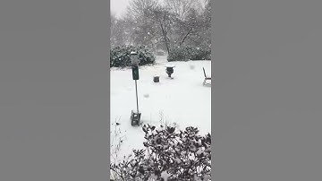video of snow falling