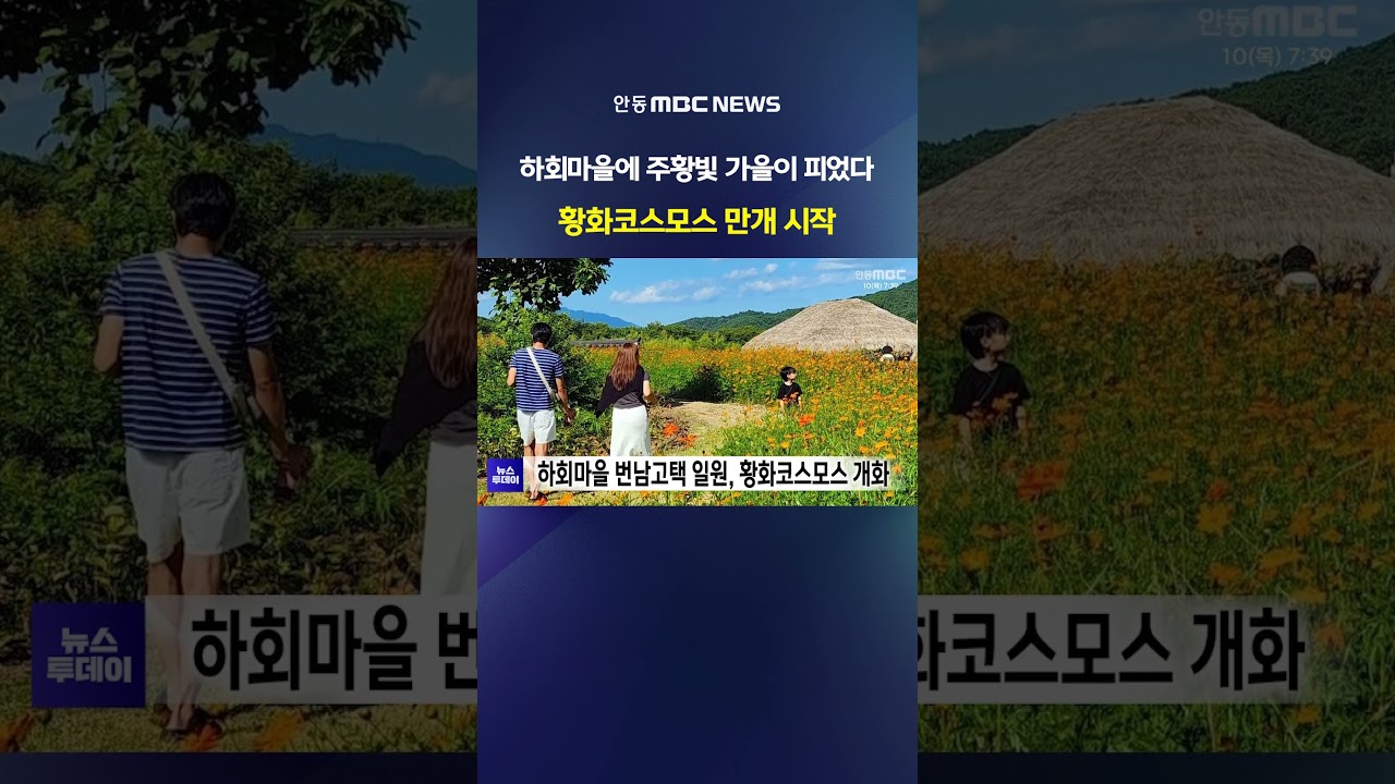 안동 하회마을 황화코스모스 본격 개화…주황빛 가을 풍경