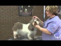 Grooming Expert Lisa Leady at Learn2GroomDogs.com