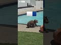 Mother bear takes dip in backyard pool