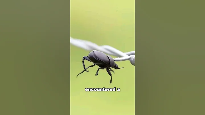 Shrike - The Butcher Bird #shorts