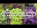 Hiacynty i floks kanadyjski, spacer po listopadowym ogrodzie i trochę zdjęć z lata