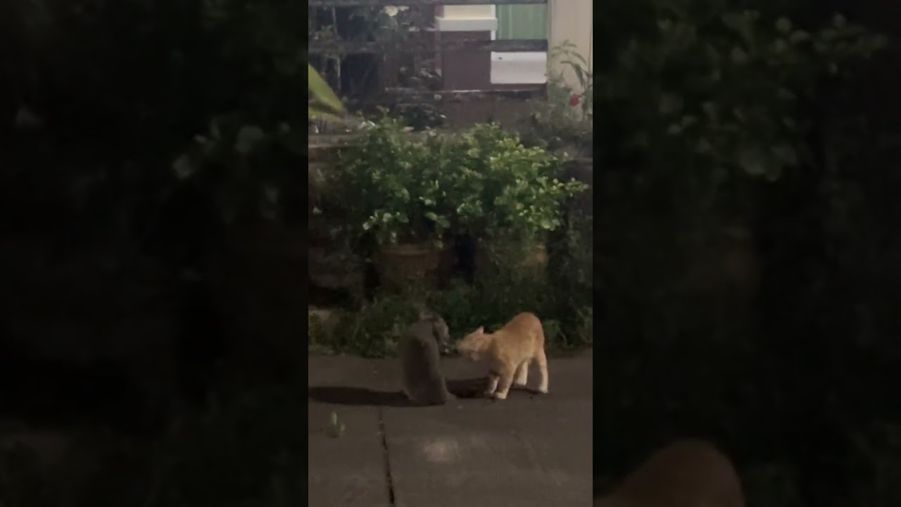 แมวผู้จะไฟ๊วท์กันหรือไม่ Male cats will fight ?? สั่งอาหารแมวทันที https://s.shopee.co.th/9UwI6o1Gzp