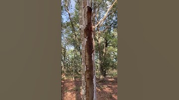 Weeping tree #shorts #nature