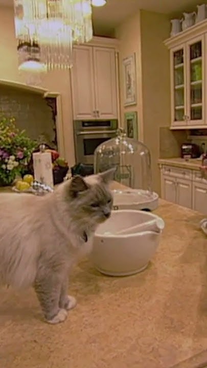 ozzy osbourne and cat