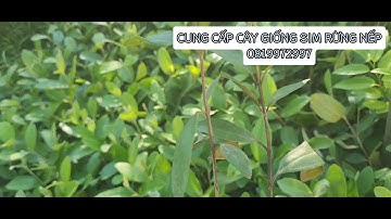 Cung cấp cây sim rừng nếp giống 0819972997