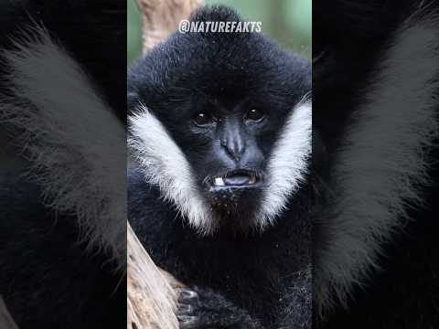 Video: Gibon opica: značilnosti in habitat vrste