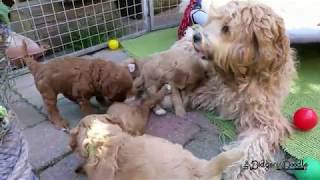 Pupkes Swaggie Moos Spelen Met Mama