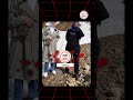 الفرق بين الزغرودة المصري والسوداني