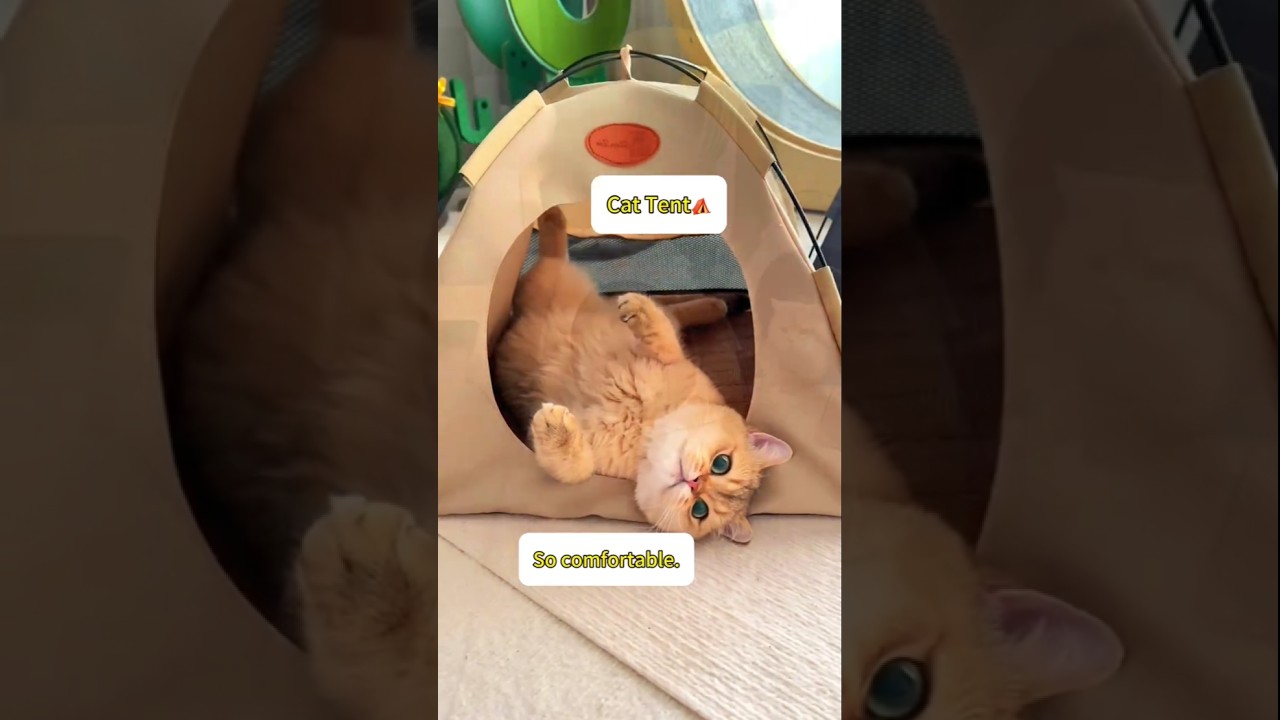Need a cat Tent? 😻 