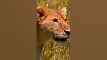 ناشونال جيوغرافيك تعليق صوتي وثائقي صوتي 