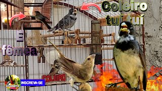 Coleiro tuí-tuí Frofessor para Treinamento e Encarte de Coleiro e fêmea pra Esquenta Coleiro tui tui screenshot 5