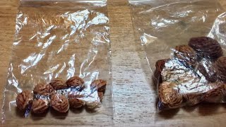 видео: Стратификация косточек персика | 05.01.25 картинка: Стратификация косточек персика | 05.01.25