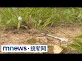 200米街道遭丟約20支針筒、疑似k盤　民眾慢跑險踩｜#鏡新聞