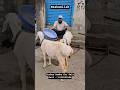 Turkey Dumba for Sale in Mumbai| Fat tale sheep| Sibtain Agro Farm 📲9172237866