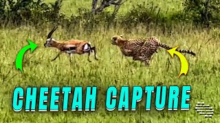 Cheetah Makes Swift Antelope Capture by ViralSnare Rights Management 3,574 views 3 days ago 12 seconds