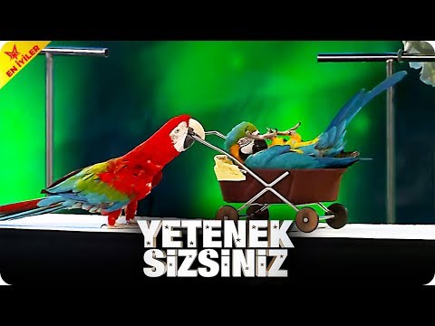 Kalovan Yavashev ve Dünyanın En Zeki Papağanları - Yetenek Sizsiniz Türkiye Efsaneleri