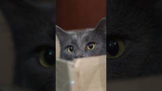 Funny Cute Cat Imitating Prey!