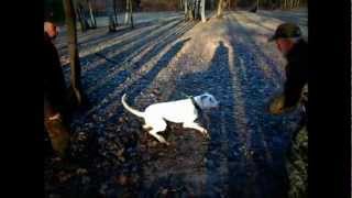 MY DOGO ARGENTINO N-1