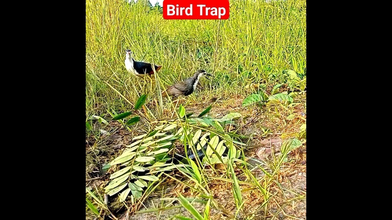 Bird Trap | Bird Hunting | Easy way to catch bird |Bird Catching Techniques |