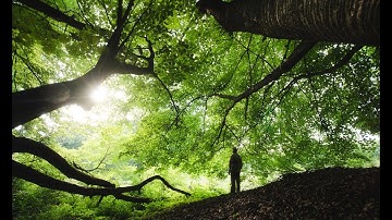 my parallax particles free after effect template