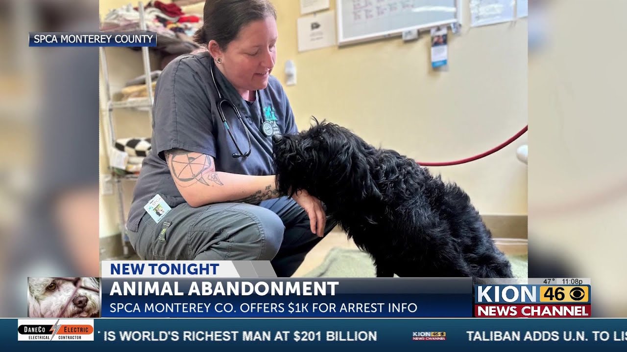 Two dogs found abandoned in Carmel Valley rescued, $1,000 reward ...