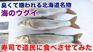 臭くて嫌われる北海道名物 海のウグイ 寿司で道民に食べさせてみた Youtube 臭くて嫌われる北海道名物 海のウグイ 寿司で道民に食べさせてみた Youtube