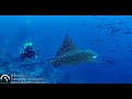 SCUBA Diving in the Galapagos Islands at Darwin Island & Wolf Island on the Galapagos Sky Liveaboard