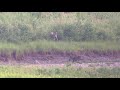 Yellowstone Wolf Pups Playing And Howling