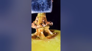 grape satisfying closeup macro asmr | satisfying video |#macro video #viral #asmr #shortsfeed