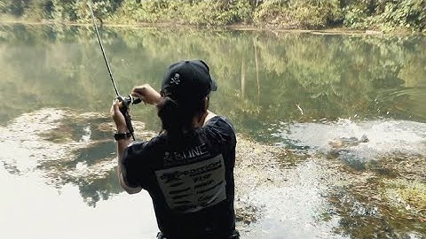 Peacock Bass with the new BONE Voyage BVC704M Travel Rod working soft plastics