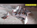 #finches birds breeding systems #ഫിഞ്ചസ് ബേർഡിൻ്റെ ബ്രീഡിംഗ് സിസ്റ്റവും അവരുടെ ഭക്ഷണ രീതികളും