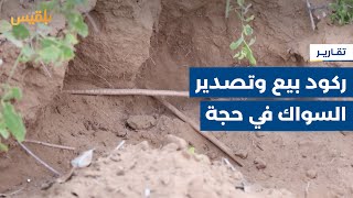 محافظة حجة.. حصار مليشيا الحوثي للمناطق المحررة يتسبب في ركود بيع وتصدير السواك | تقرير: محمد يوسف