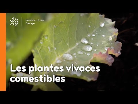 Vidéo: Zone 5 Plantes vivaces comestibles – Informations sur les plantes vivaces comestibles résistantes au froid - Savoir-faire du jardinage
