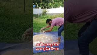 #birds #duck #birdlife #ducklover #duckfeeding #ChickFeeding  #viral #shors