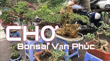 CÂY SANH QUÊ LÙN BÓNG THIÊN NHIÊN CHI DĂM CẮT GIẬT GIÁ 12 TRIỆU CHỢ VẠN PHÚC SÁNG NAY