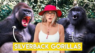 Gorilla Trekking in Uganda - What Happens... by Kinging- It 189,262 views 8 months ago 27 minutes