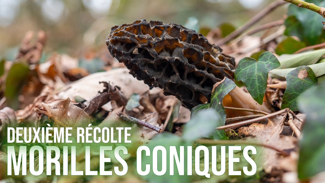 Deuxième journée aux morilles coniques. Il va falloir aller prospecter !