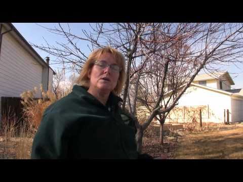 Carol O'Meara: Peach Tree Pruning