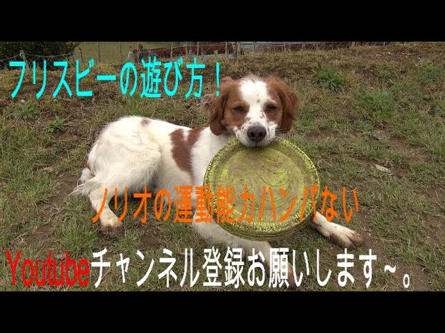 フリスビー犬 ノリオの遊び方 ブリタニースパニエルの運動能力の高さにビックリ 楽しい Youtube