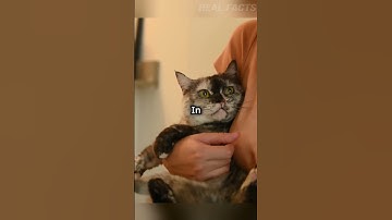 Why Does My Cat Follow Me? Unveiling the Mystery #shorts #cat #facts