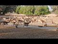 Pakistan biggest black buck deer farming in punjab  blackbuck wildlife viral punjab